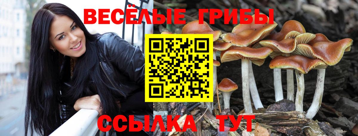 Галлюциногенные грибы Psilocybine cubensis Ахтубинск